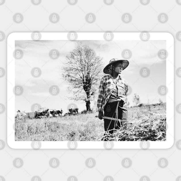 Portrait of Female Burmese Farmer Standing in Field Sticker by visualspectrum